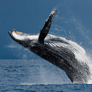 Avistamiento de Cetáceos